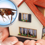 building and pest inspection
